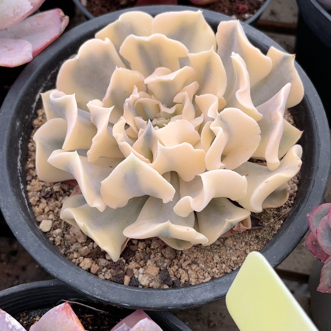 烟**晨2619  利比利亚锦 六月六