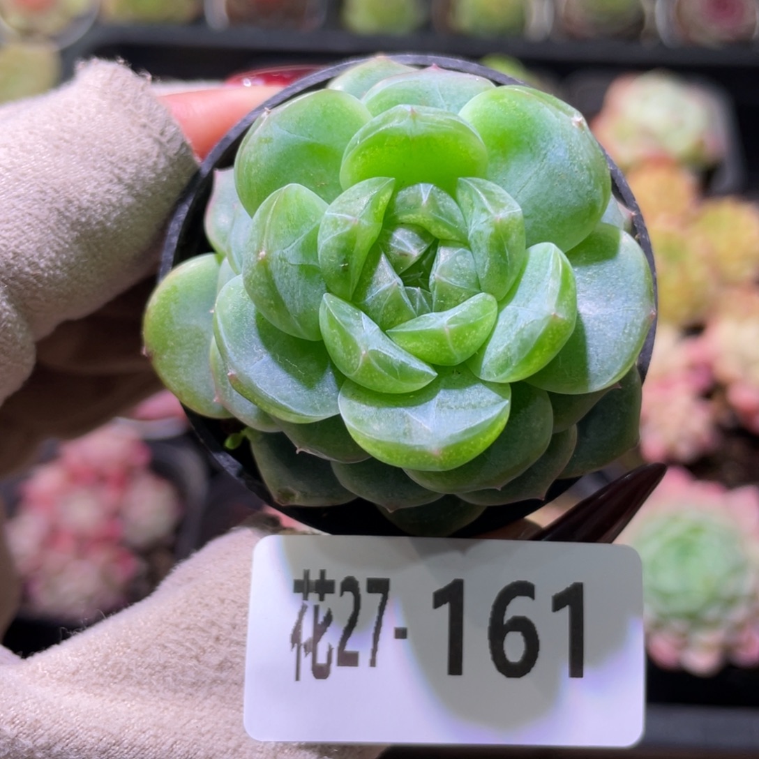 花利美27-161新品珍妮