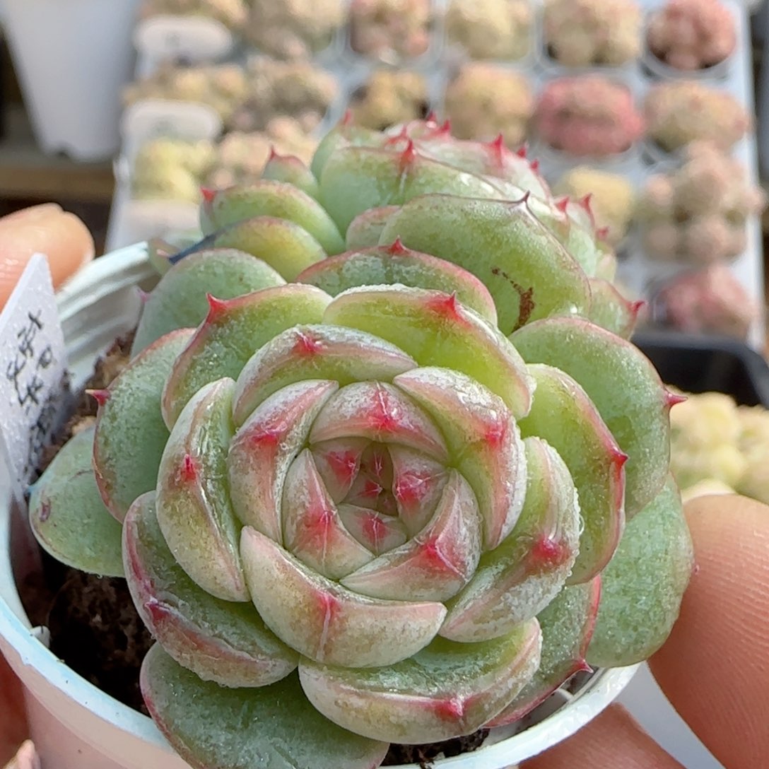 【闪购商品】0123-39变异海王