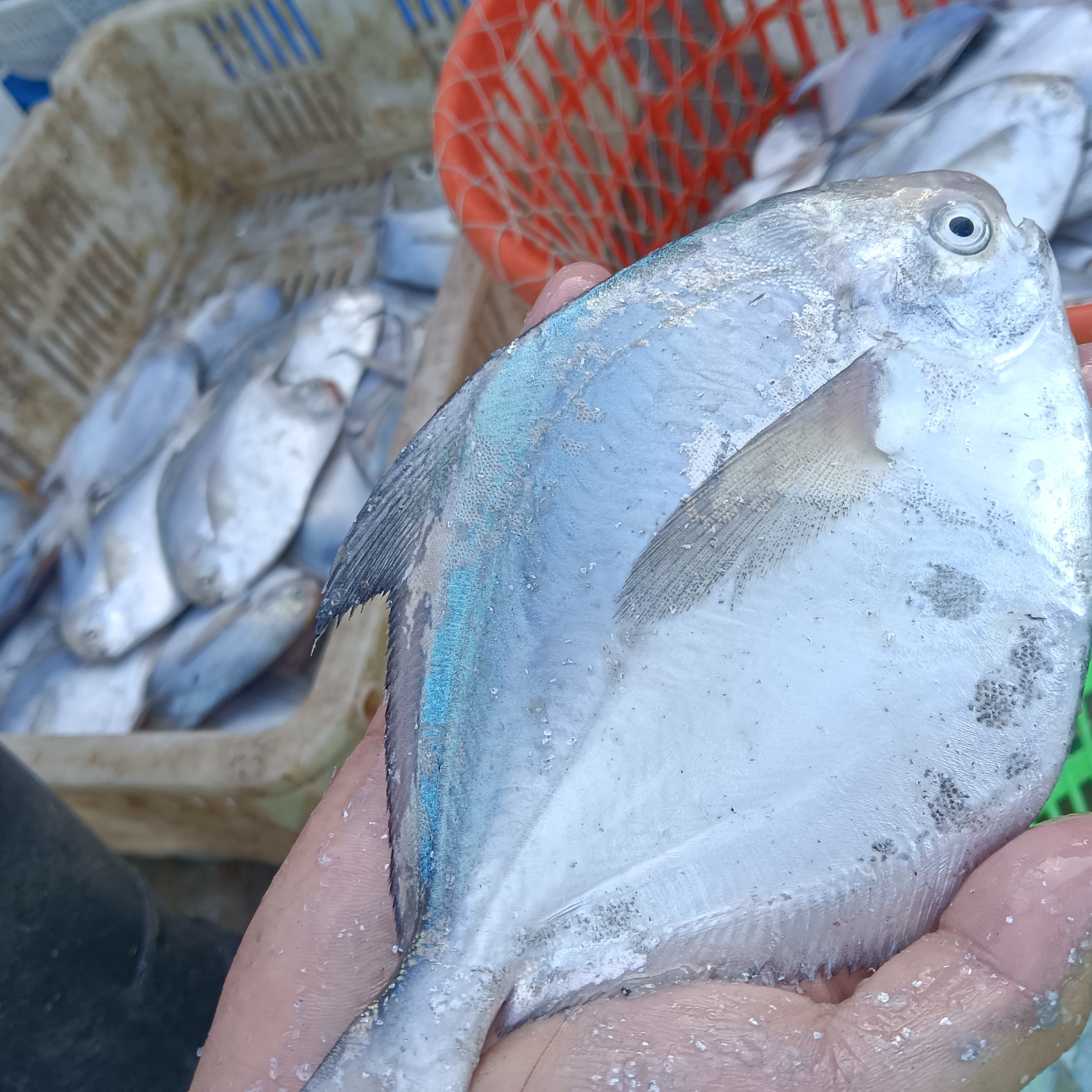 （小鲳鱼）青岛沙子口小船当天捕捞