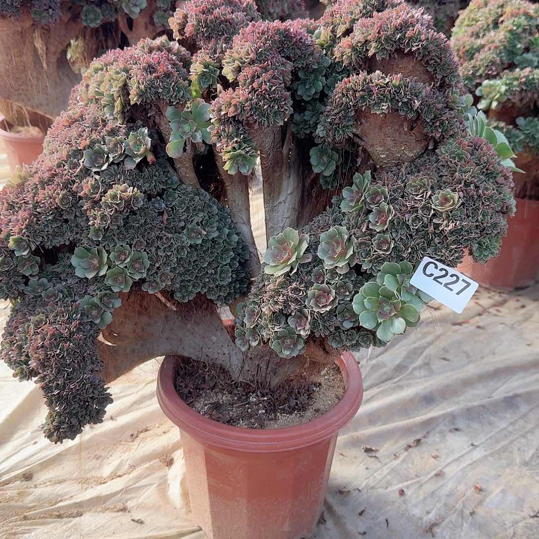 227玫瑰朵朵一颗呀呀