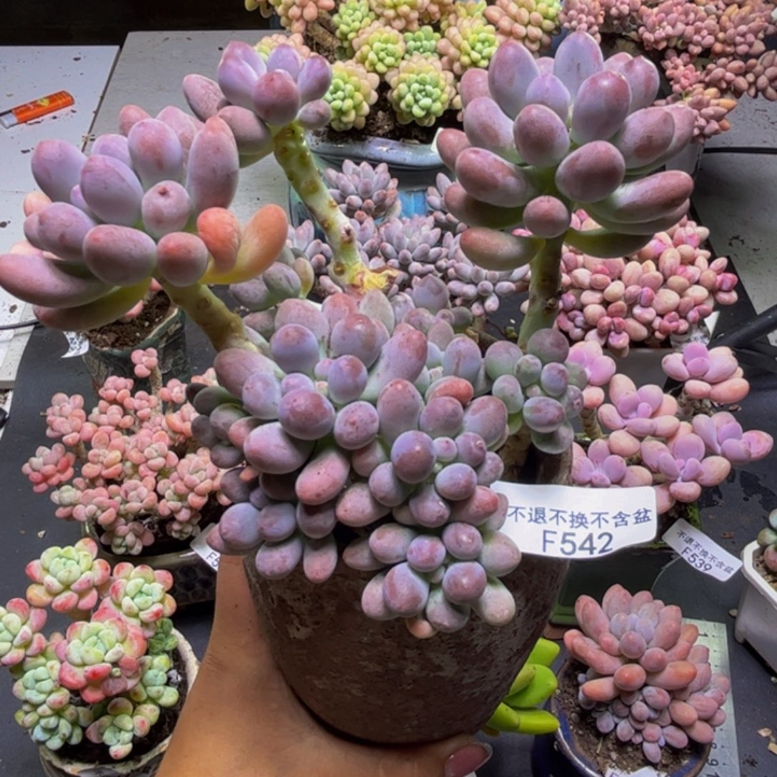 芋圆奶酪542/15cm有砍