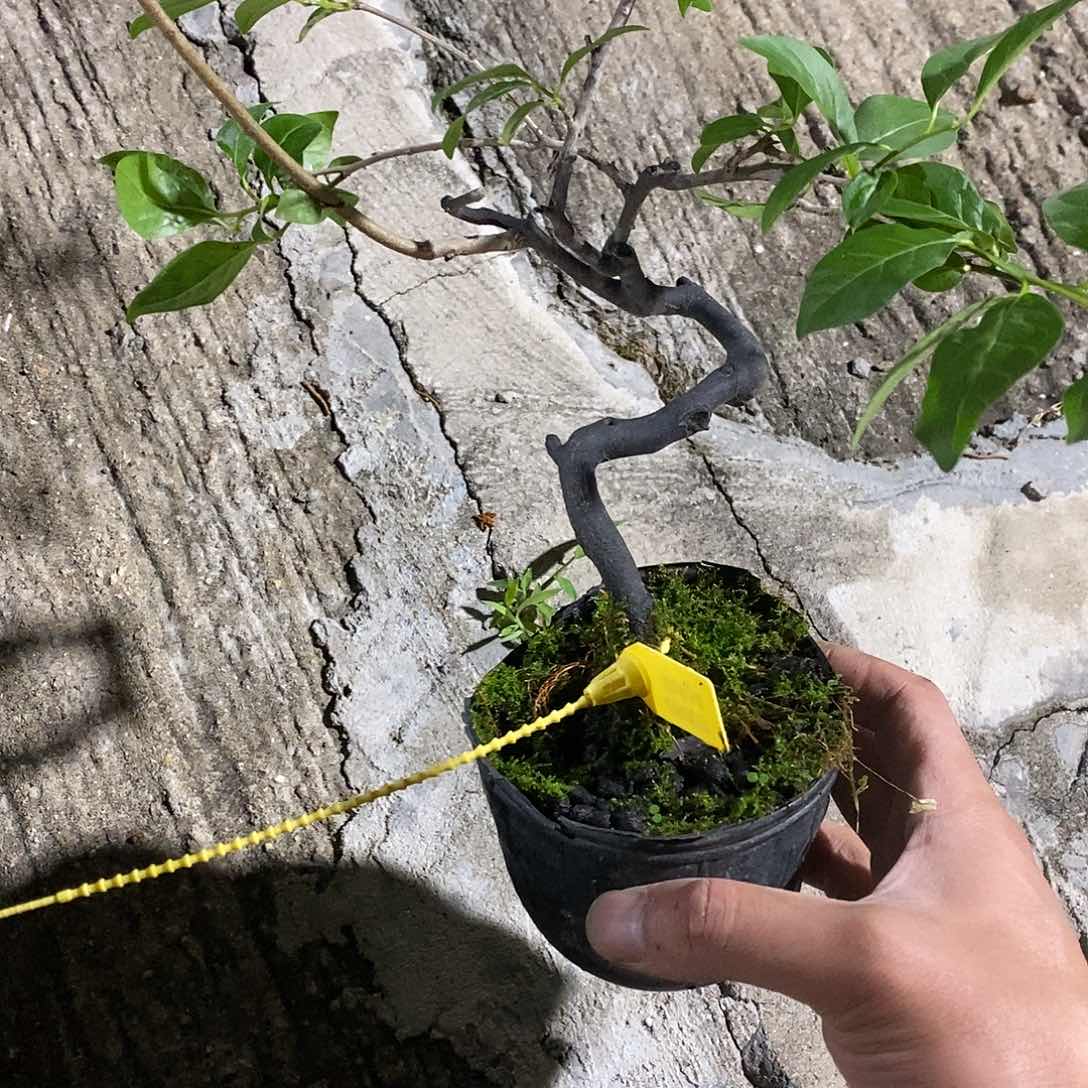 无花朵J*k老鸦柿1J