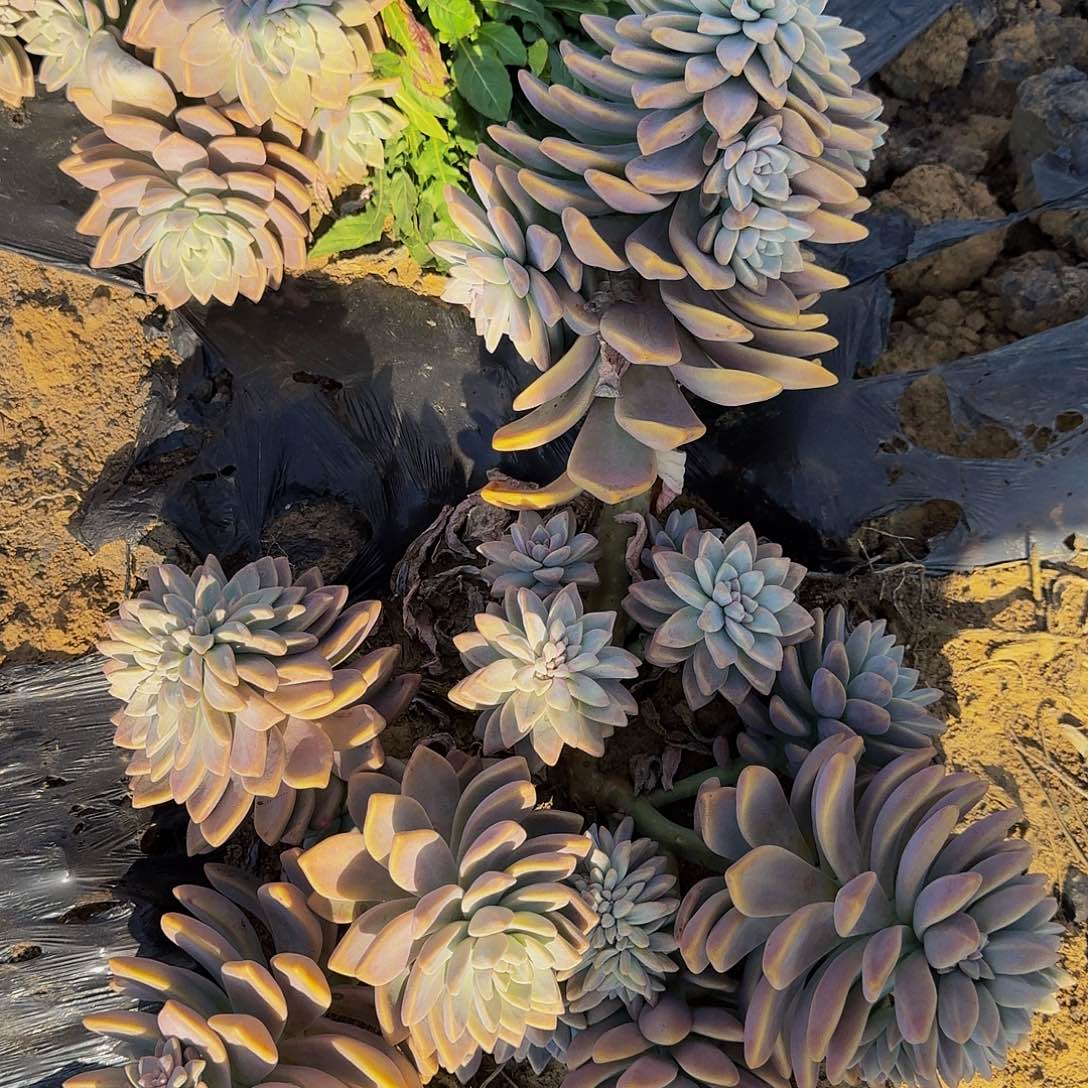 淡雪 一颗 不包损