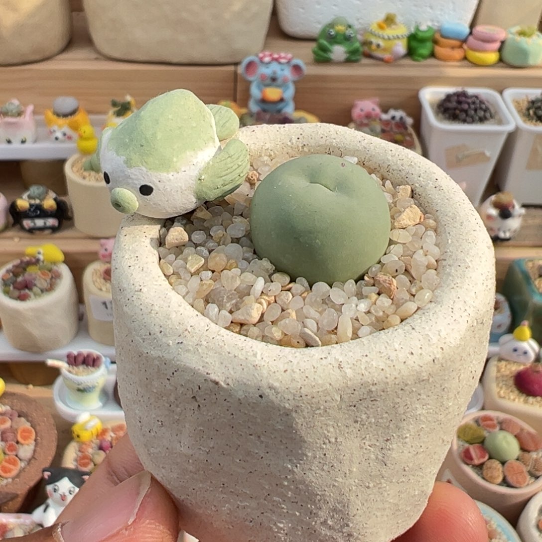 多肉植物实付9.9元包邮3号