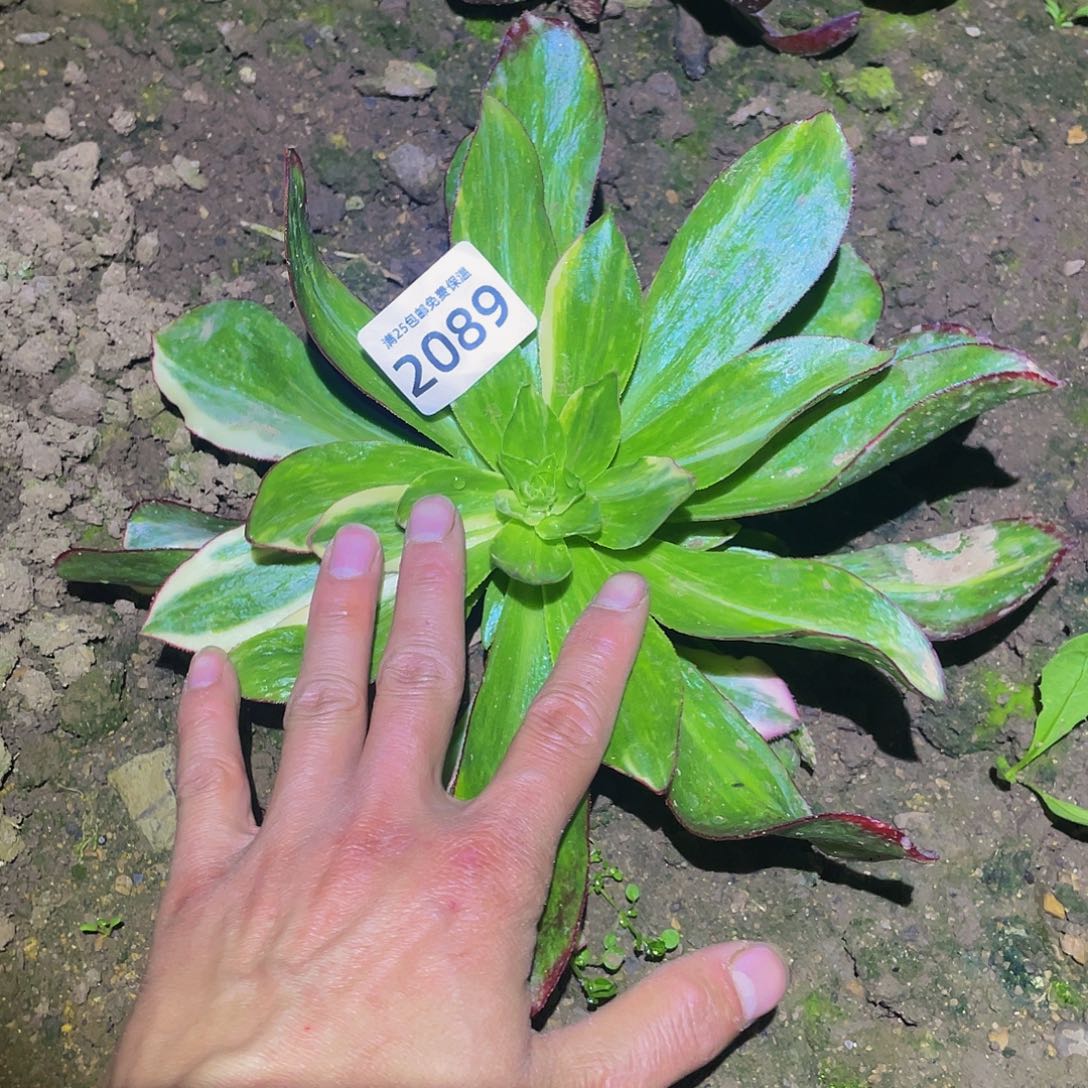 2088魅影七彩多肉植物