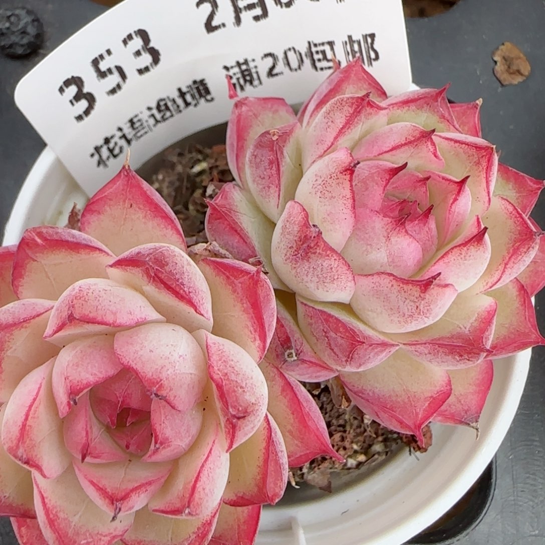 花语逸镜0206-353