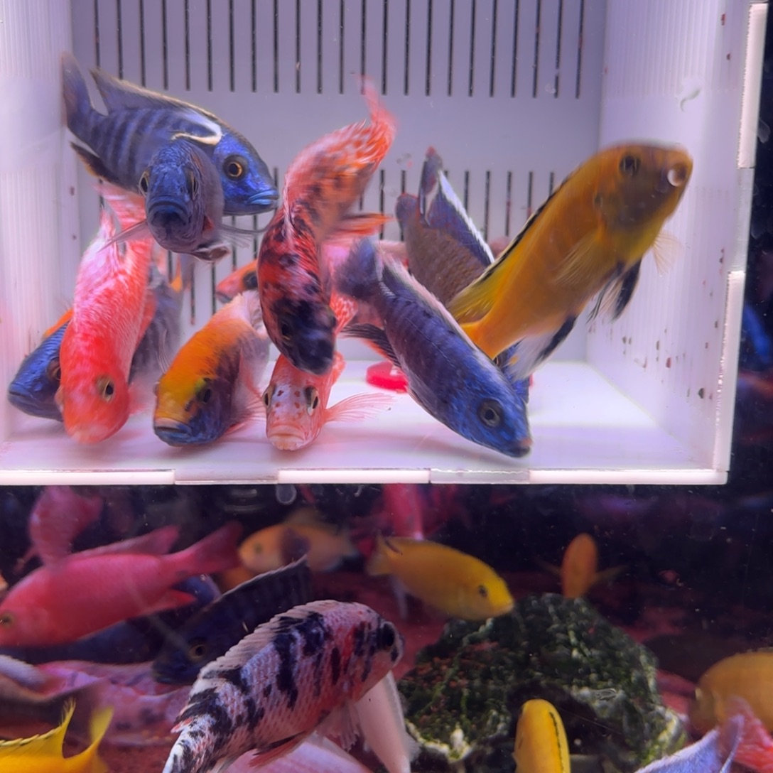 慈鲷鱼直播12 号12条其中备损2条