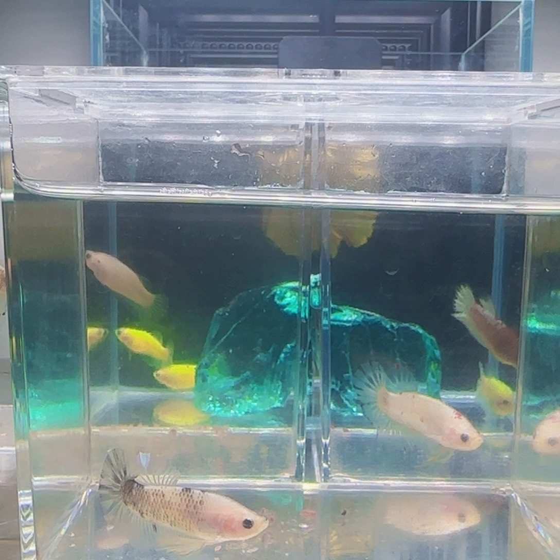 斗鱼活体观赏鱼好养耐活