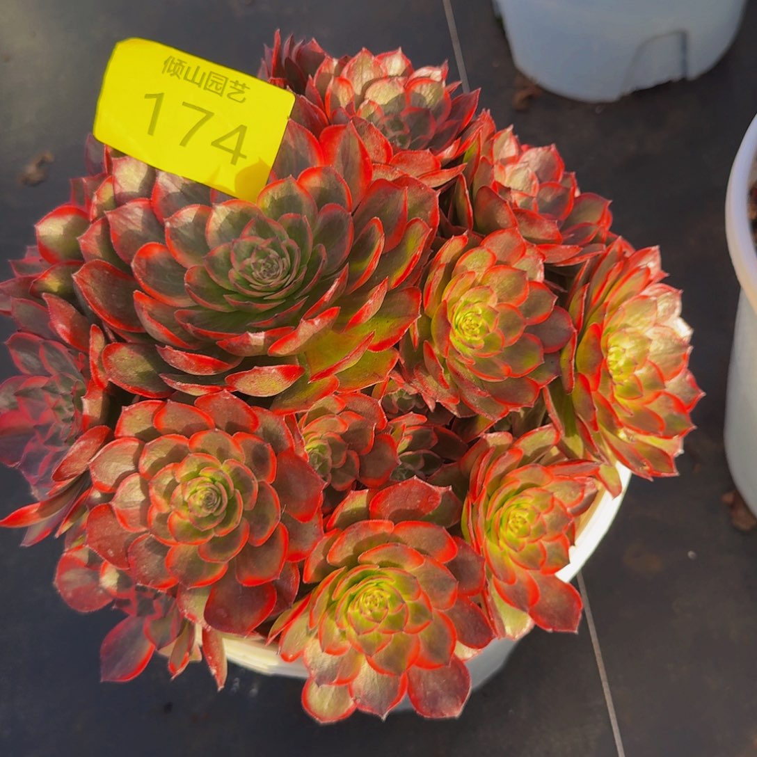 174号多肉植物红花郎