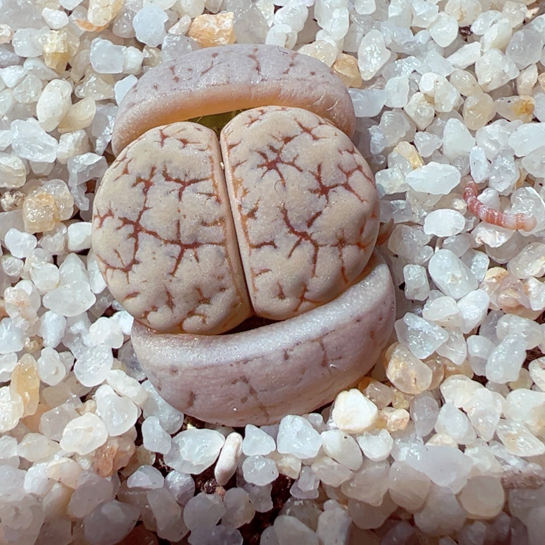 309-150多肉多肉189