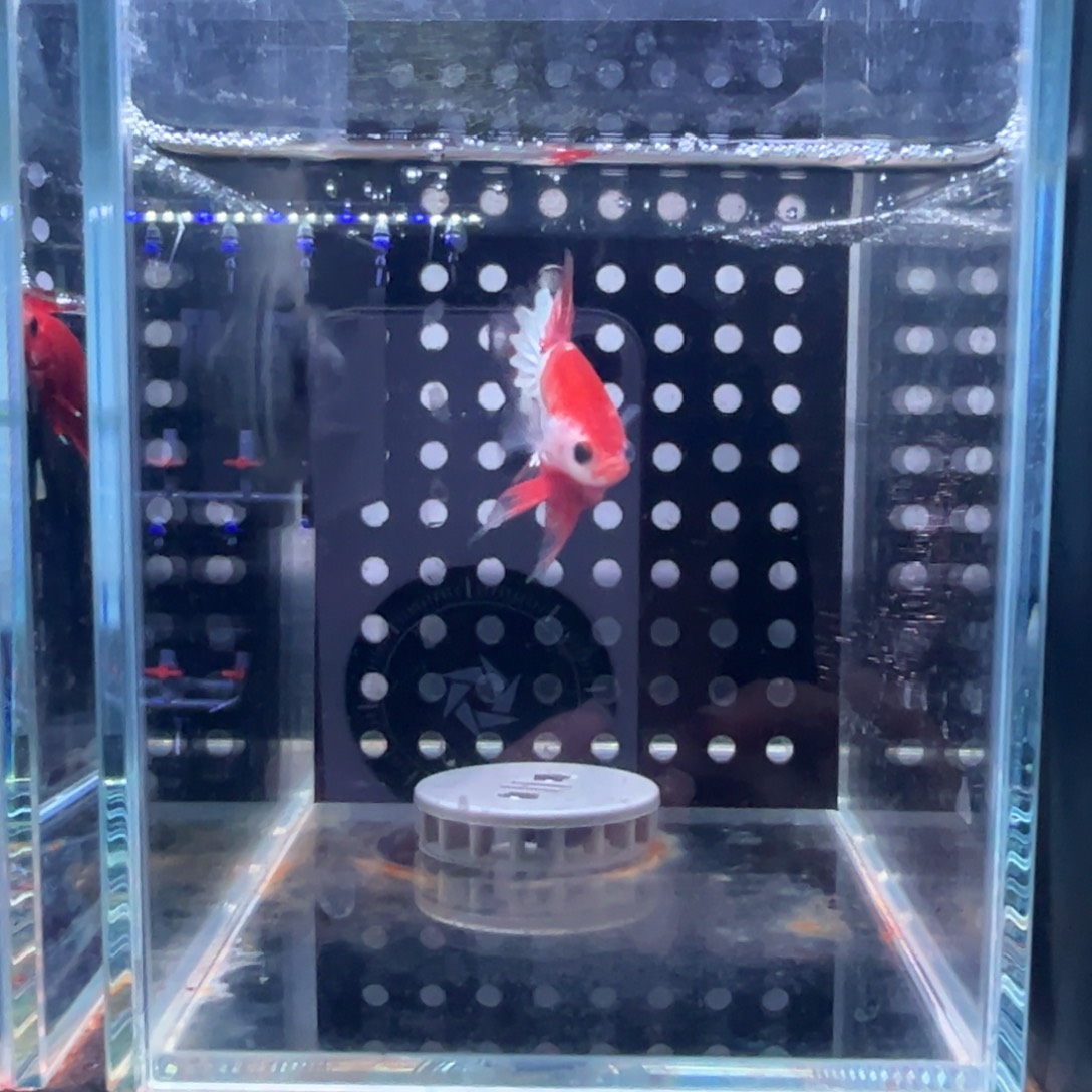 斗鱼泰国斗鱼123换9号