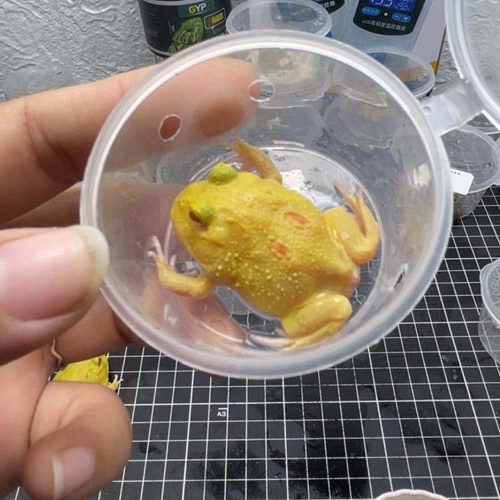 角蛙皮卡丘角蛙042