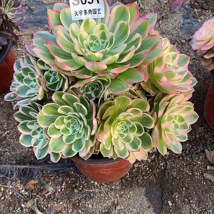 多肉植物孔雀翎051多肉