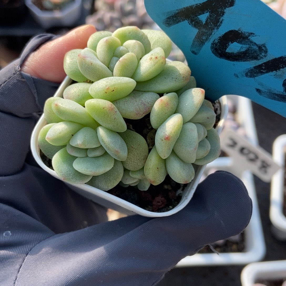 015冰玉石化多肉植物