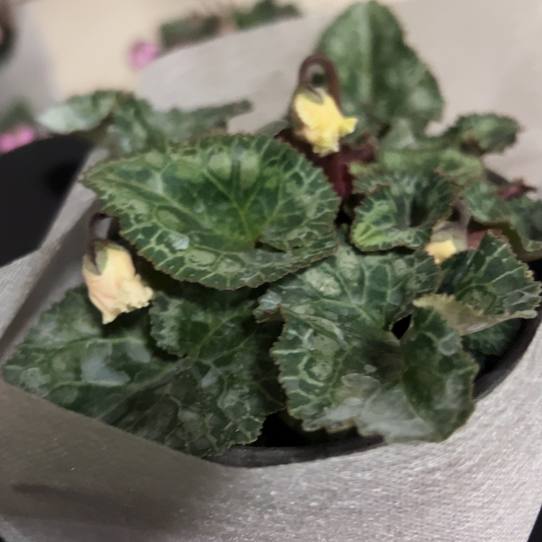 花苞盲盒一物一拍