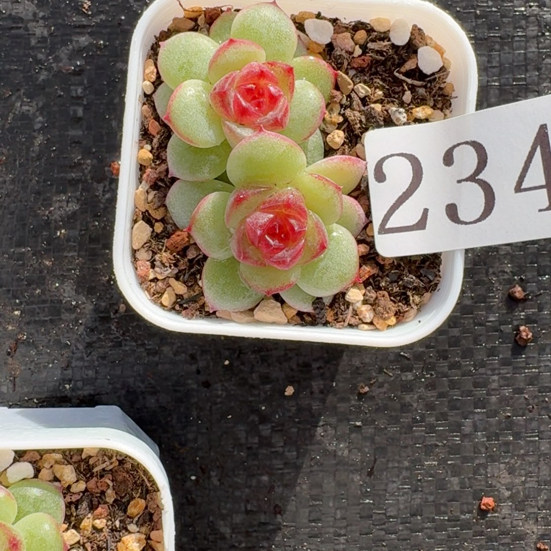 叶***！多肉植物多肉植物234