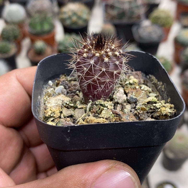 实生紫皮尤博球特价