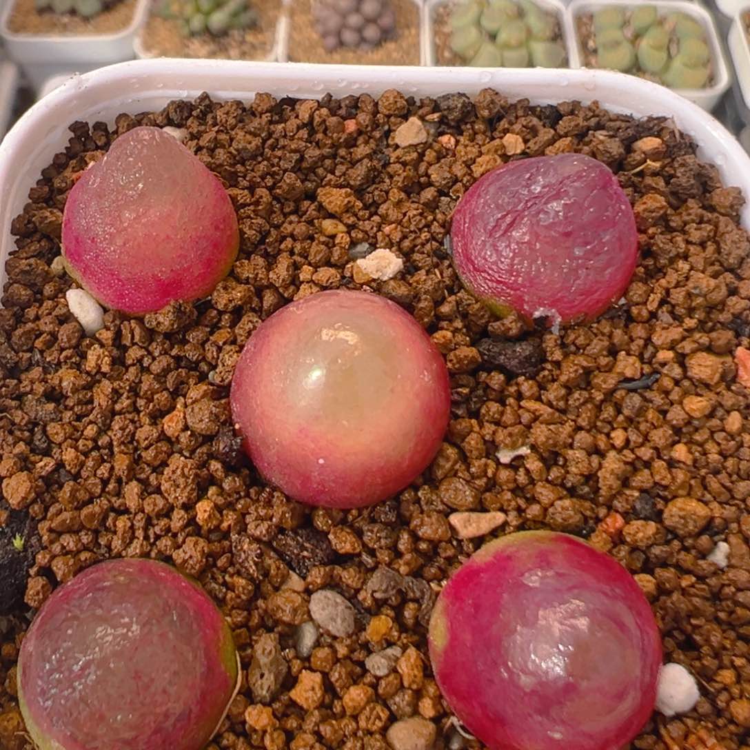 48多肉植物百科知识