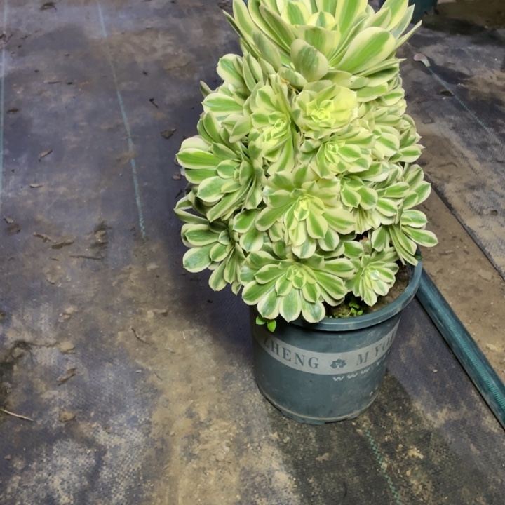 27多肉植物多肉多肉植物