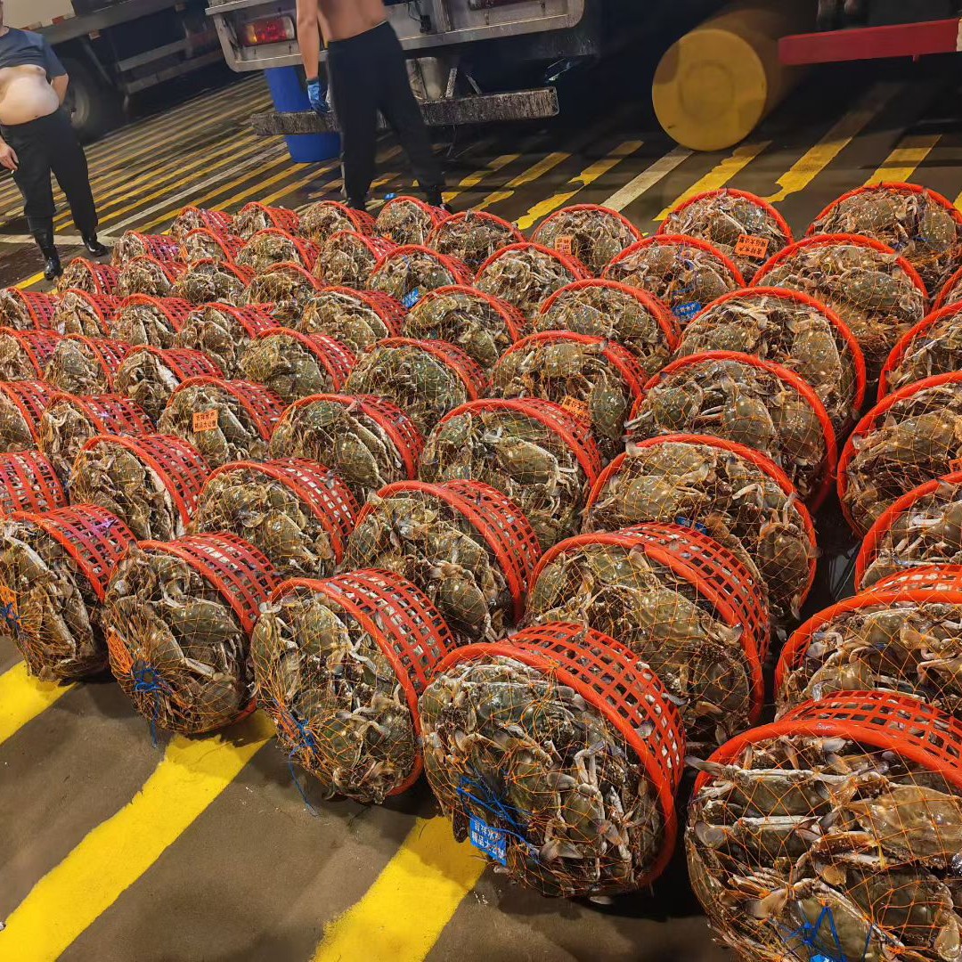 舟山野生皮皮虾下单前请咨询