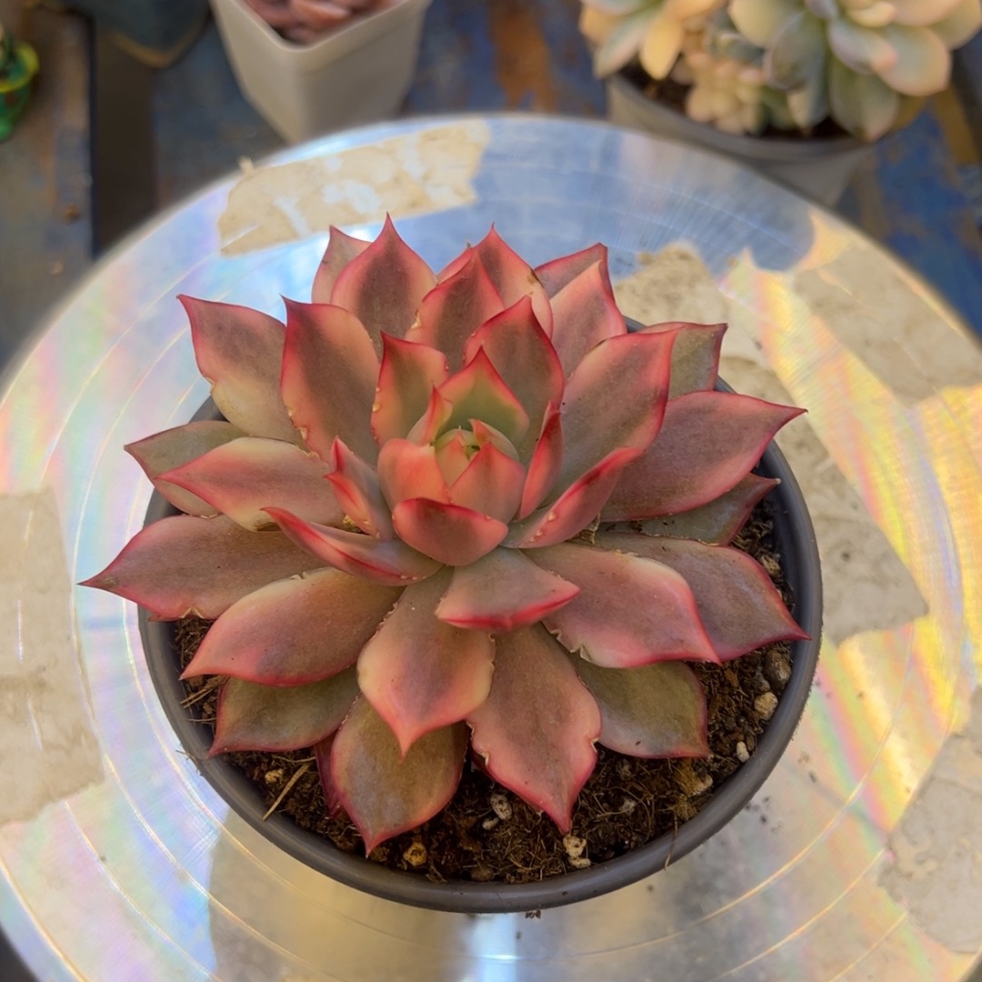 宝莲灯锦，，，，，，，，，，，，，