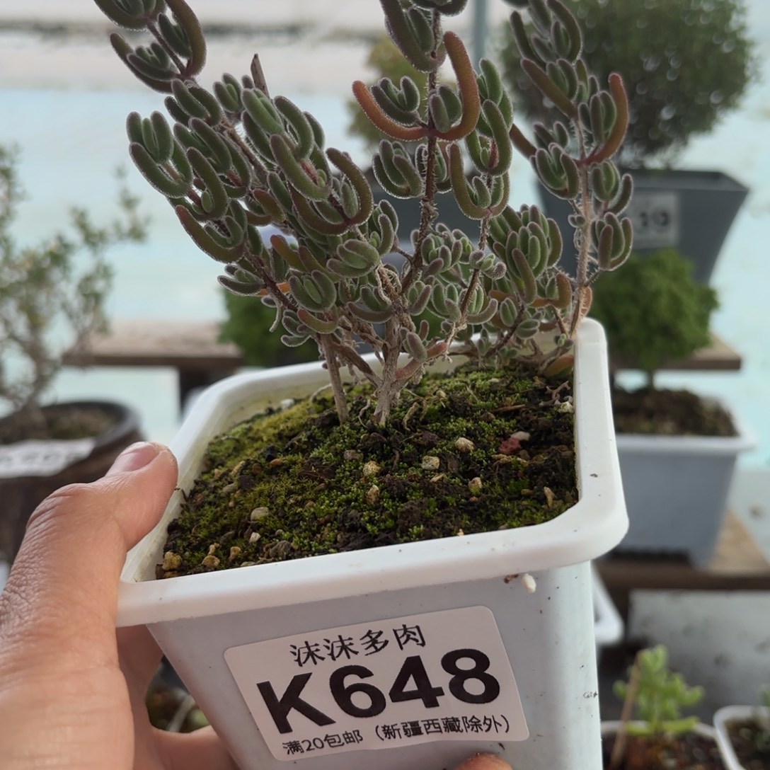 648大红叶枝干福利哦