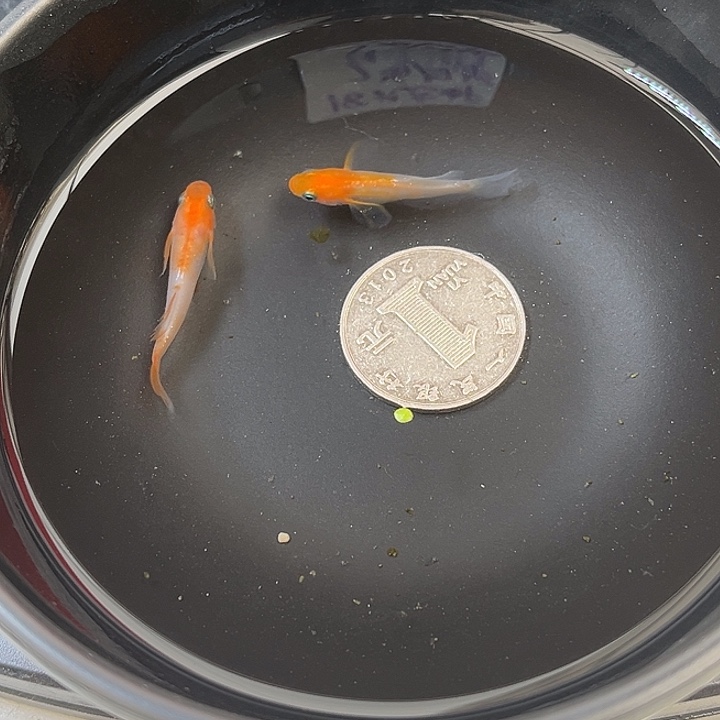青鳉鱼扶桑花2条49号