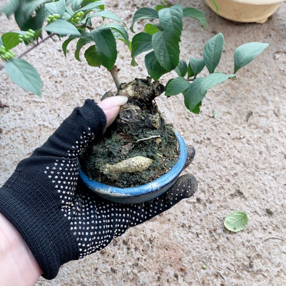 无花朵盆景盆景认识