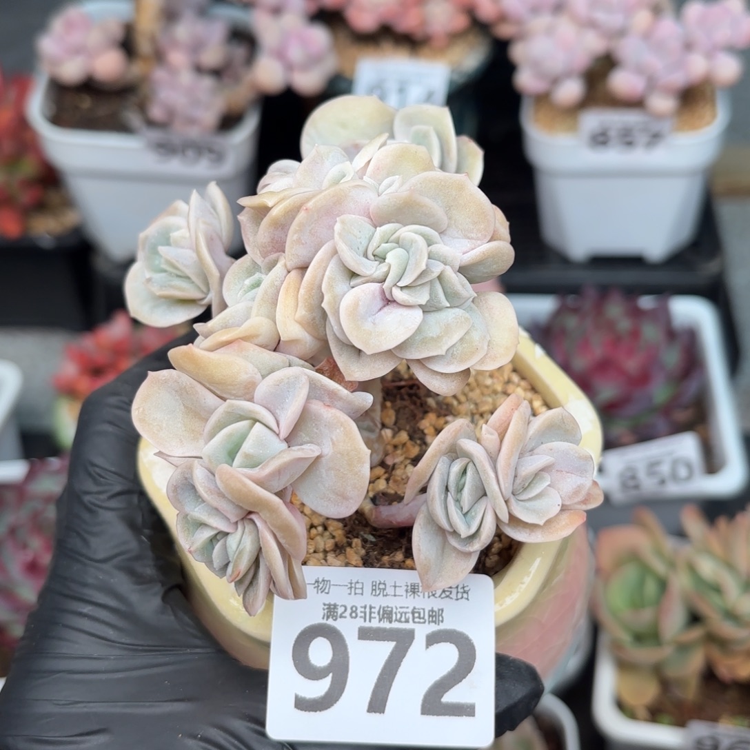 可爱玫瑰缀无盆土发货