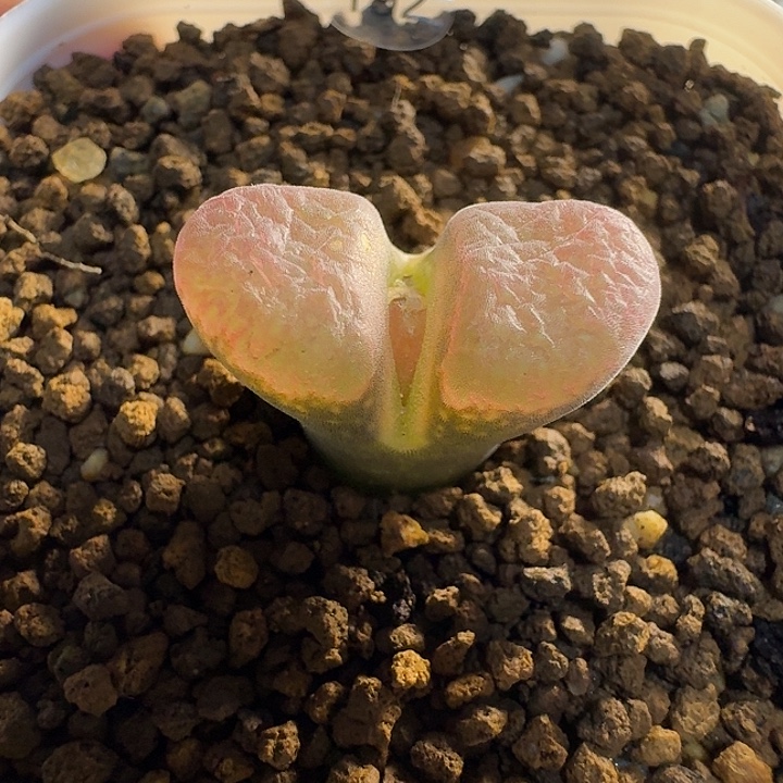 192......多肉......