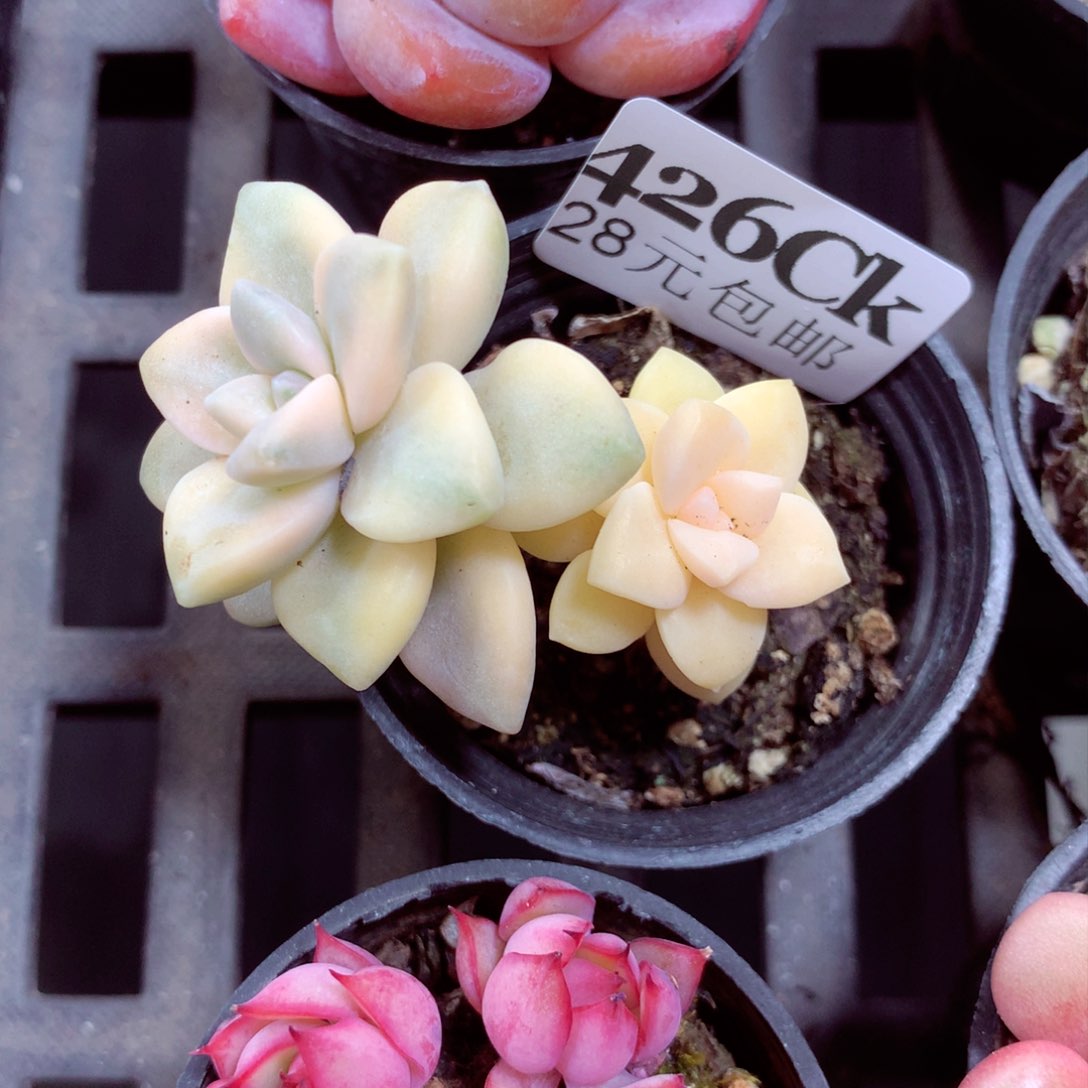 5厘米盆精控多肉426