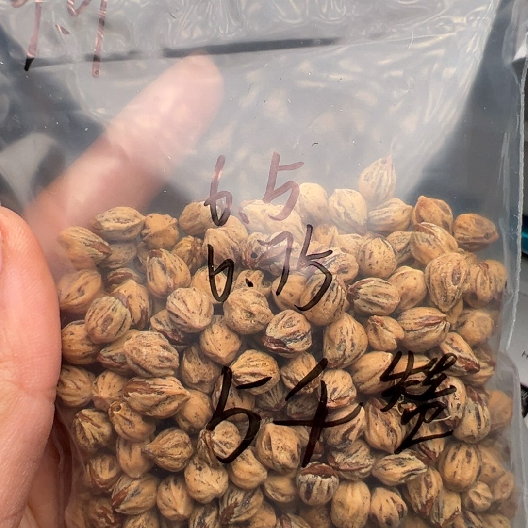 千***行吊坠柏香籽/百香籽