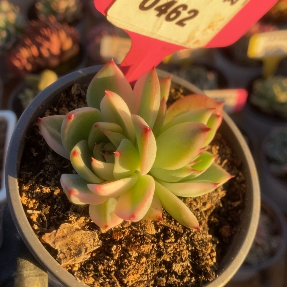 462吉娃娃锦锦锦锦锦锦