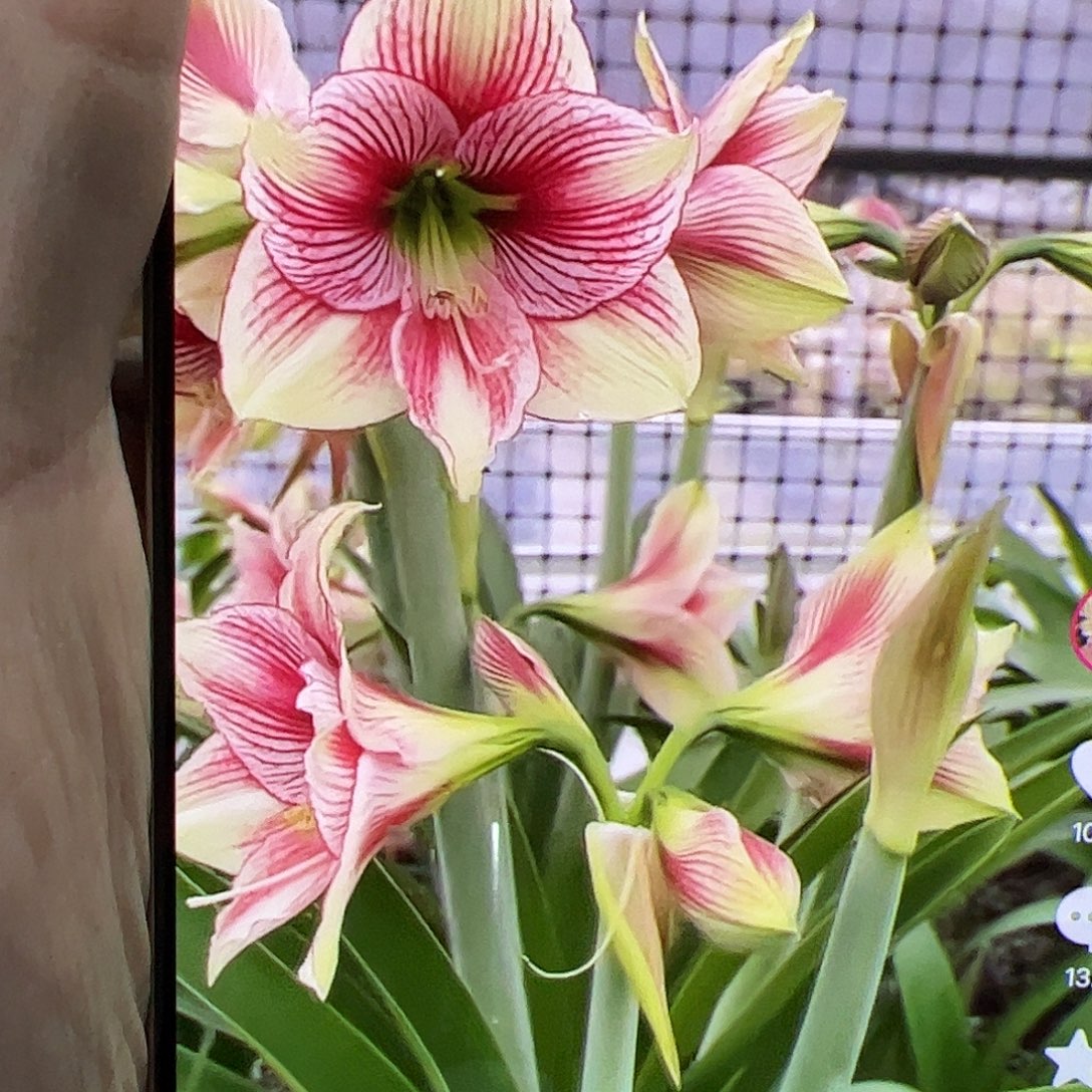 @***子朱顶红紫红艳蝶开花球