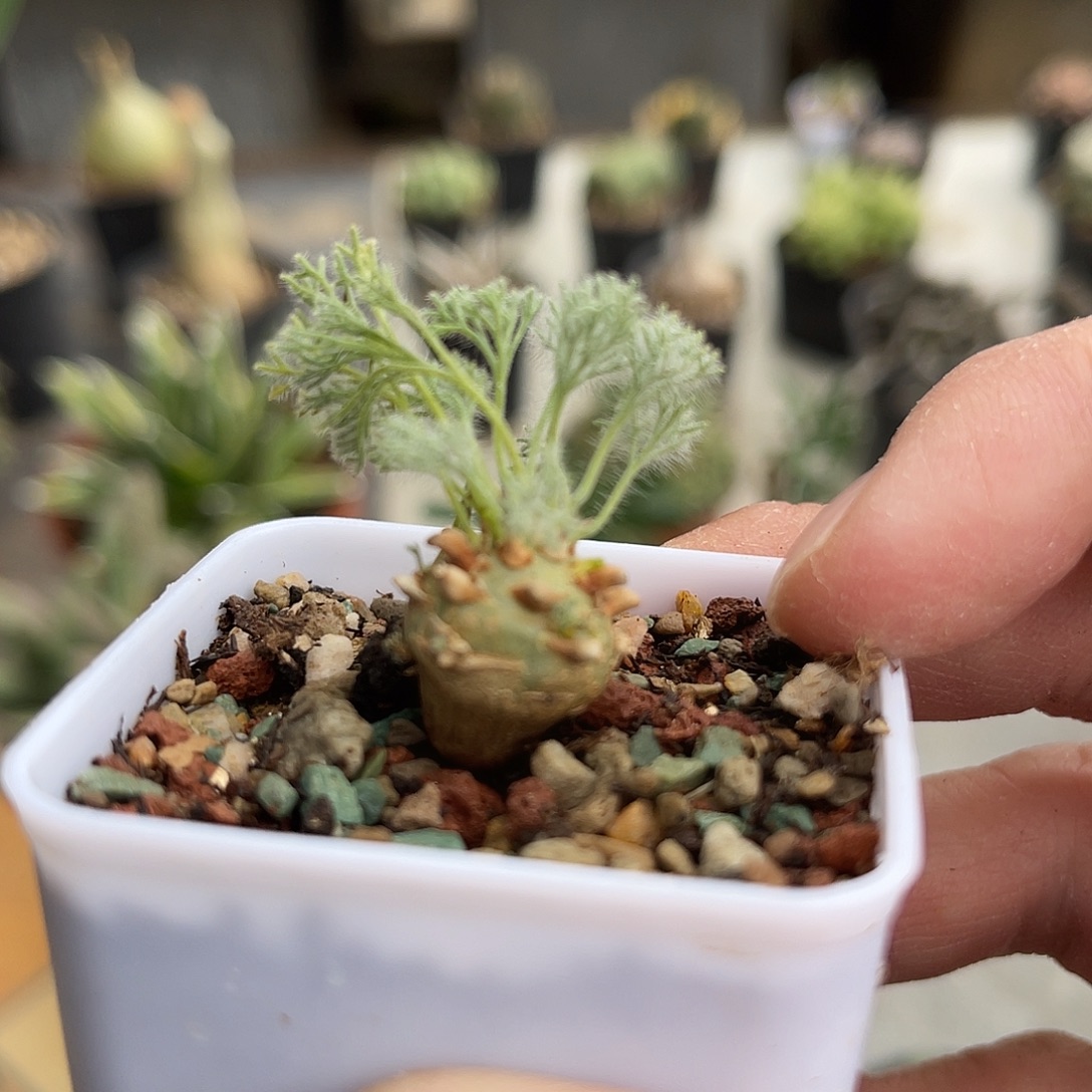 实生白皮月界一物一拍