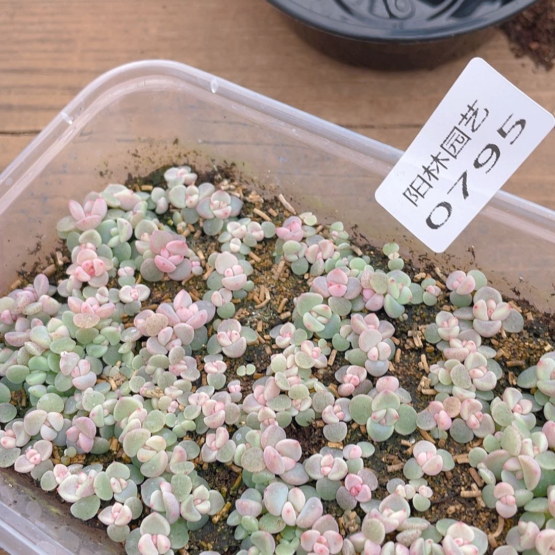 把***你多肉植物多肉植物795