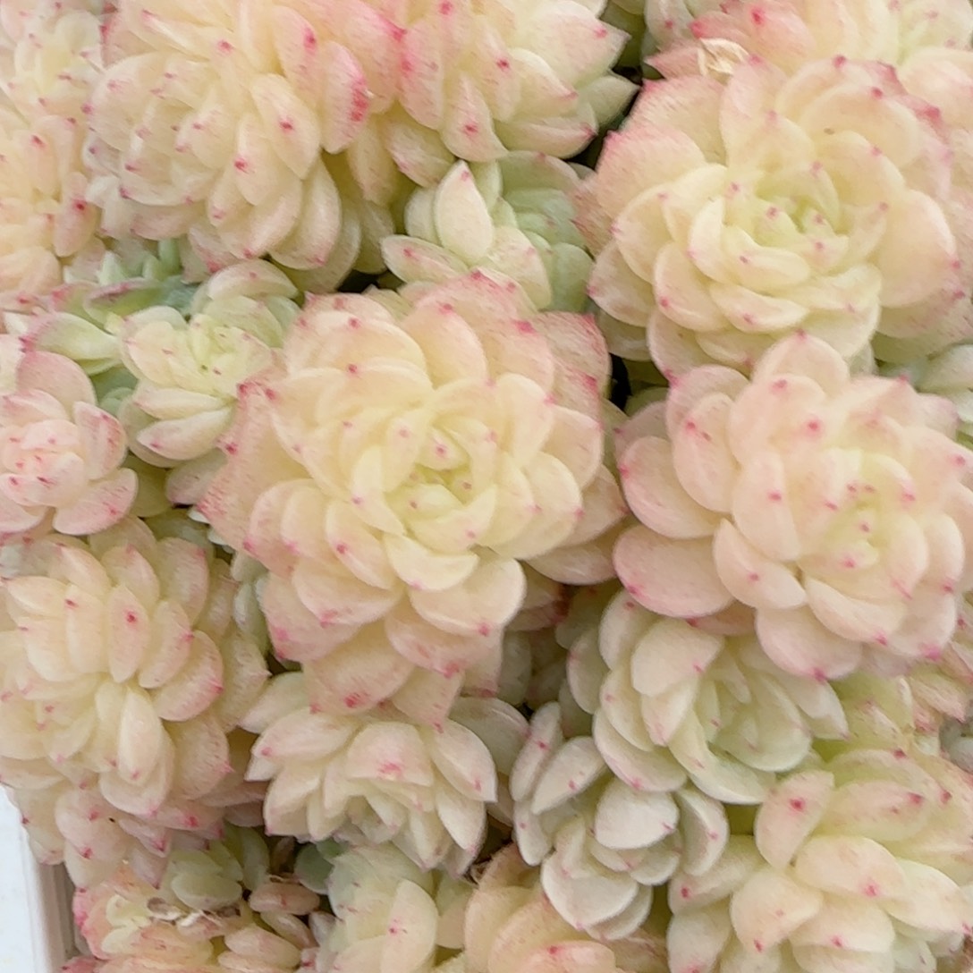 i**”【闪购商品】0204-174花朵优选麦杆