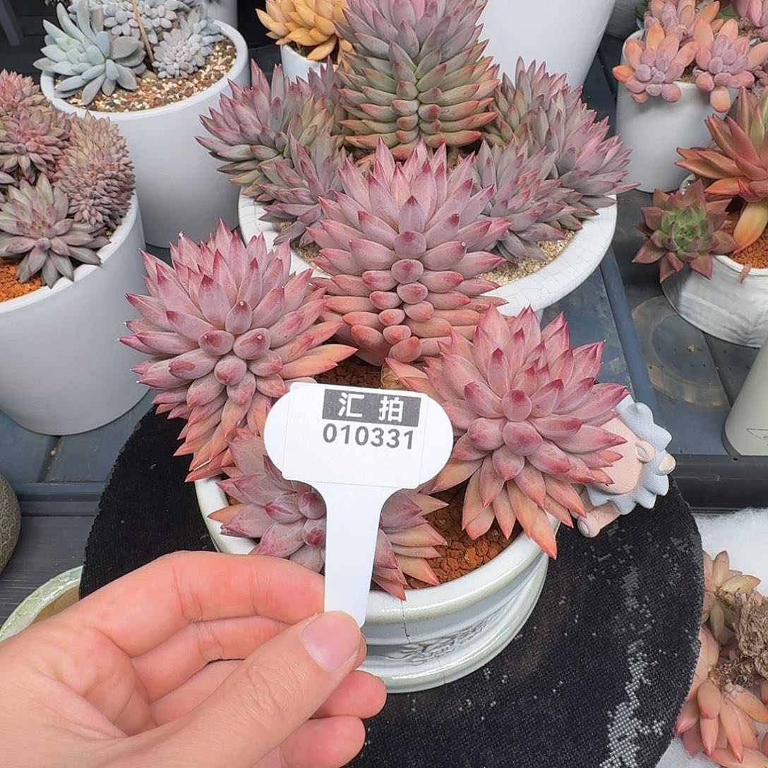 精品多肉植物010331