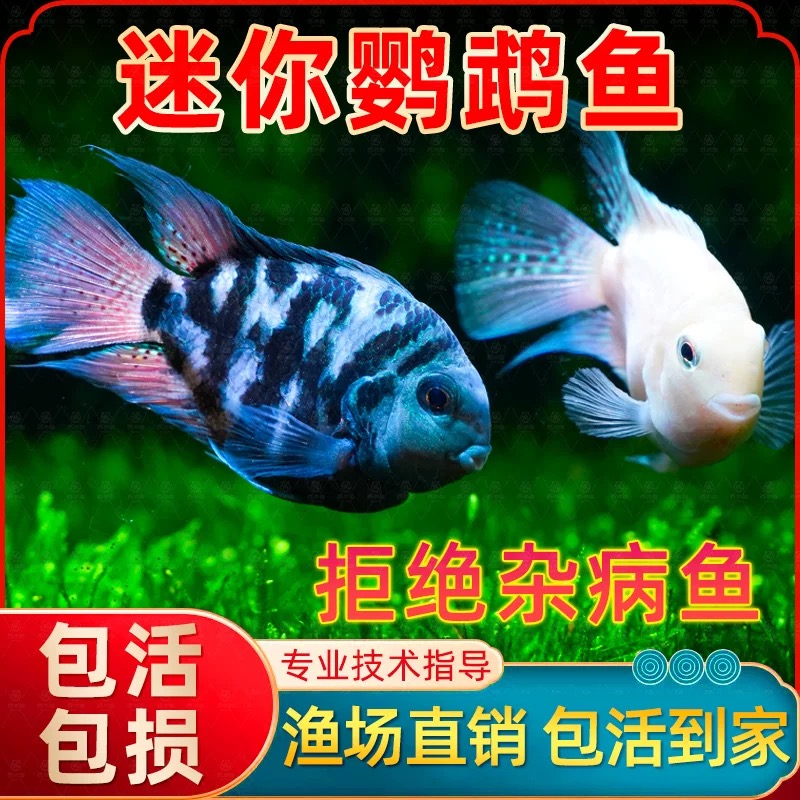 迷你鹦鹉鱼小型淡水热带观赏鱼苗白金宝蓝可繁殖小金鱼冷水鱼