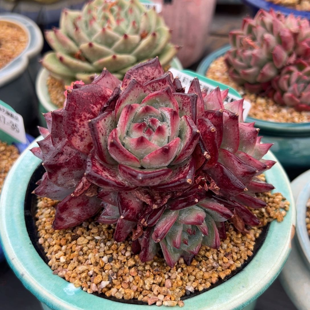 从前慢多肉精选编号0417..36