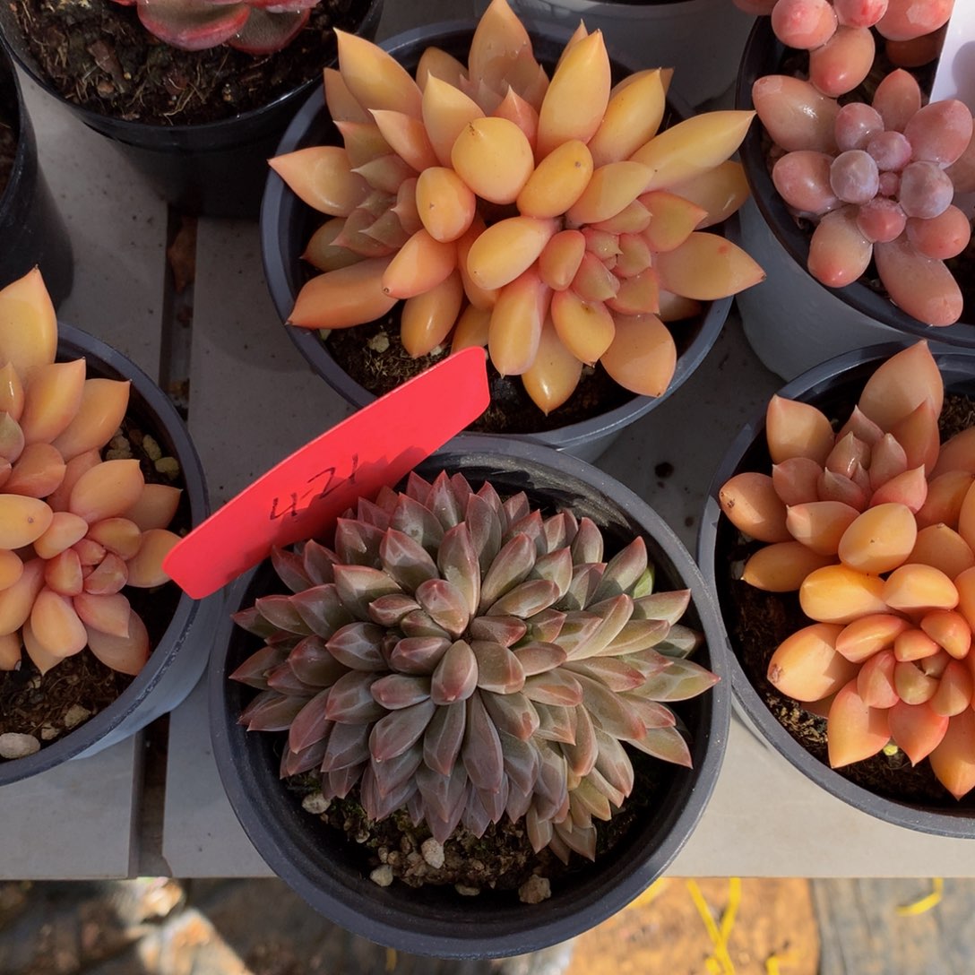 幻影美人72727372773