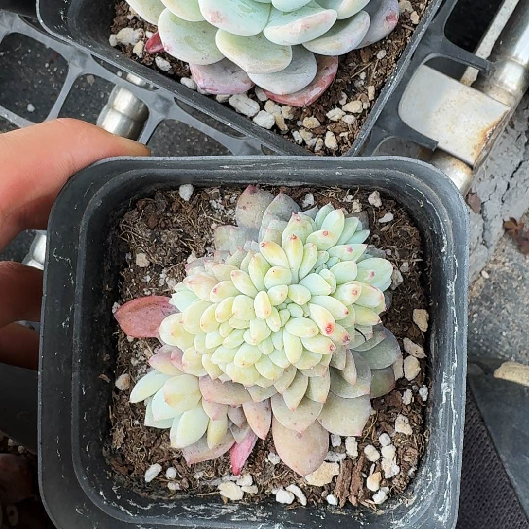 青****心多肉哈哈哈哈哈哈哈哈哈哈哈哈