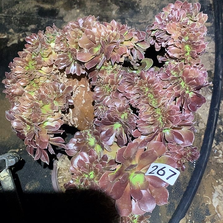 多肉植物法师267玫瑰缀