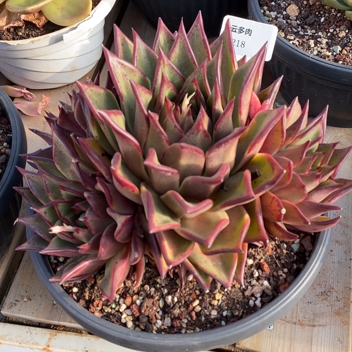 东云218直播福利哦