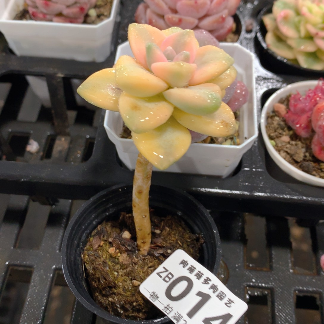 肉萌萌拇指盆精控多肉ZB014