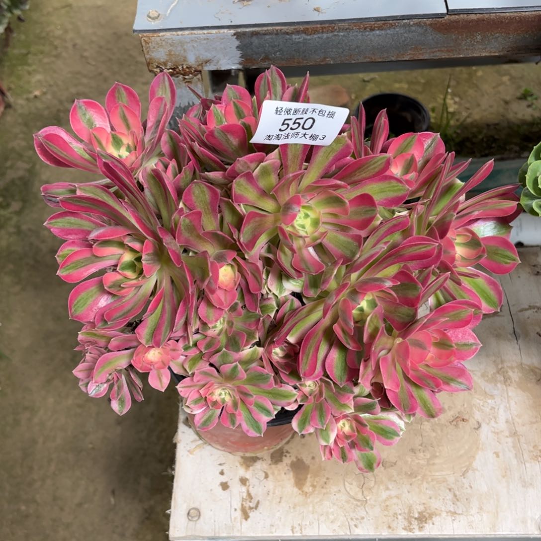550粉女巫母本多肉植物