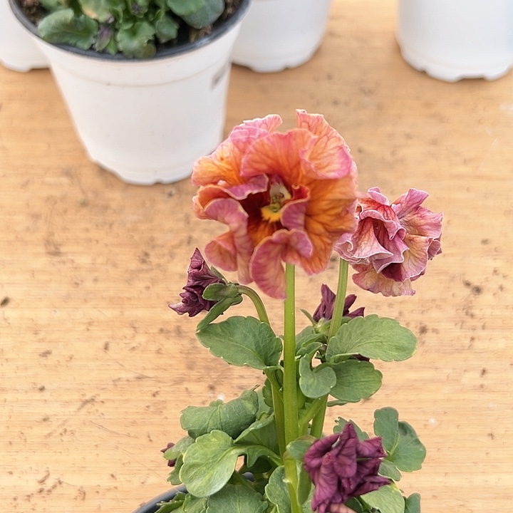 红陶抖音直播闪拍120