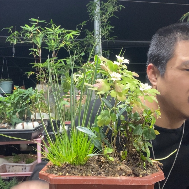 打***豆以实际为准盆景绿植盆栽110