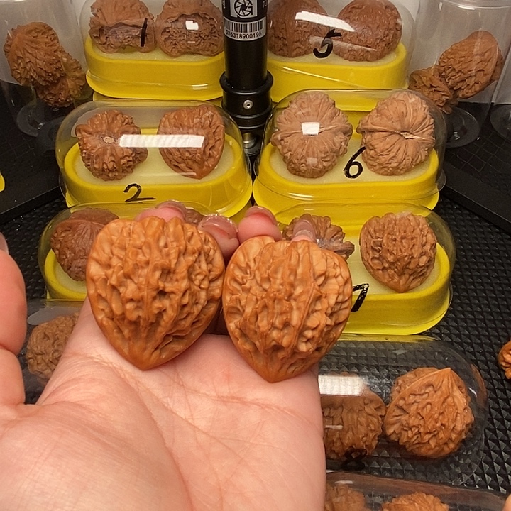 波***王41巨凹高尖龙门   